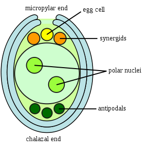 Mature fertilised plant ovules
