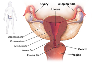 Redhead with chronic yeast infections