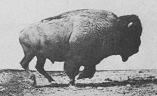 Sex ratio of bison at la brea