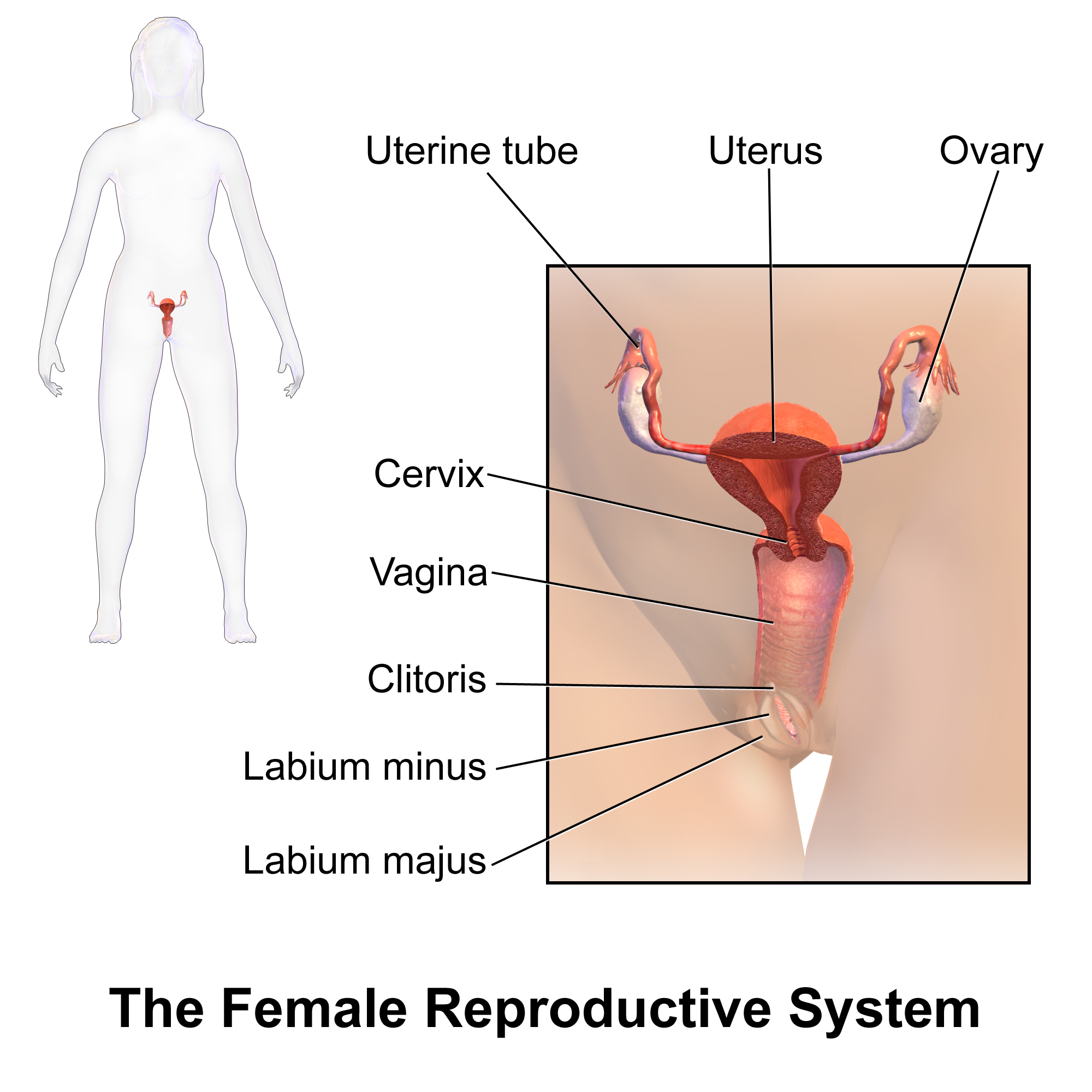 Bear B. reccomend Sex with black woman with male sex organs