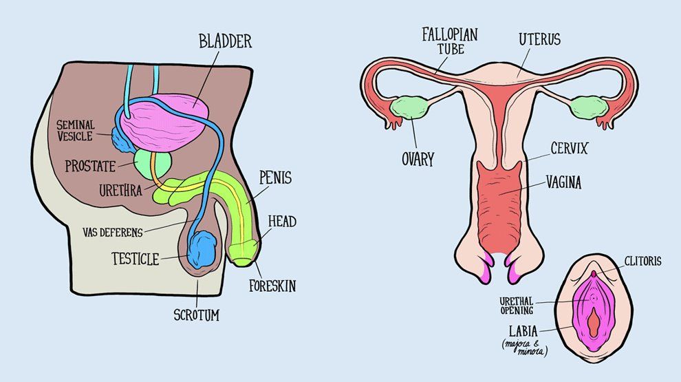 best of With woman male organs Sex with black sex