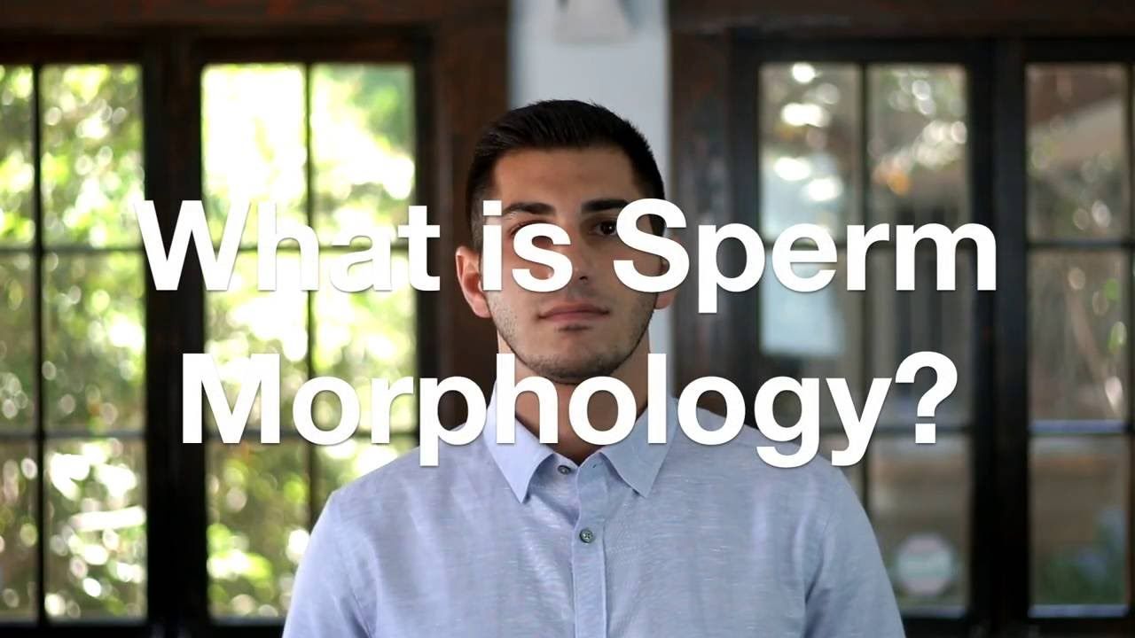 Sperm morphology improvement