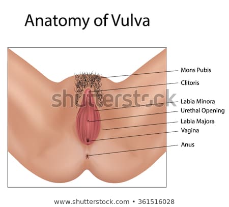 best of Pix anatomy Vulva
